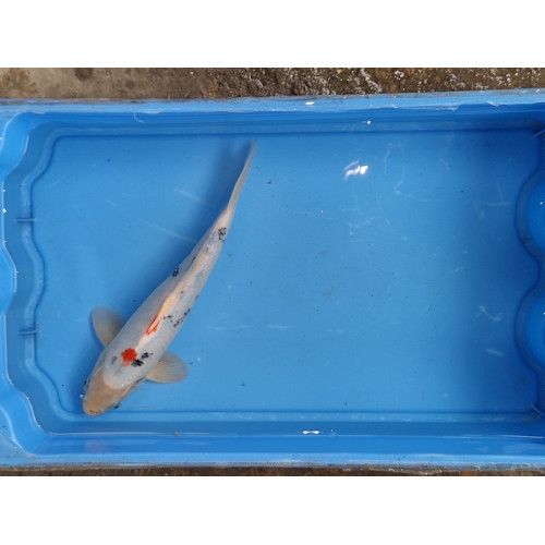 carpe koi 23/30cm : n°21