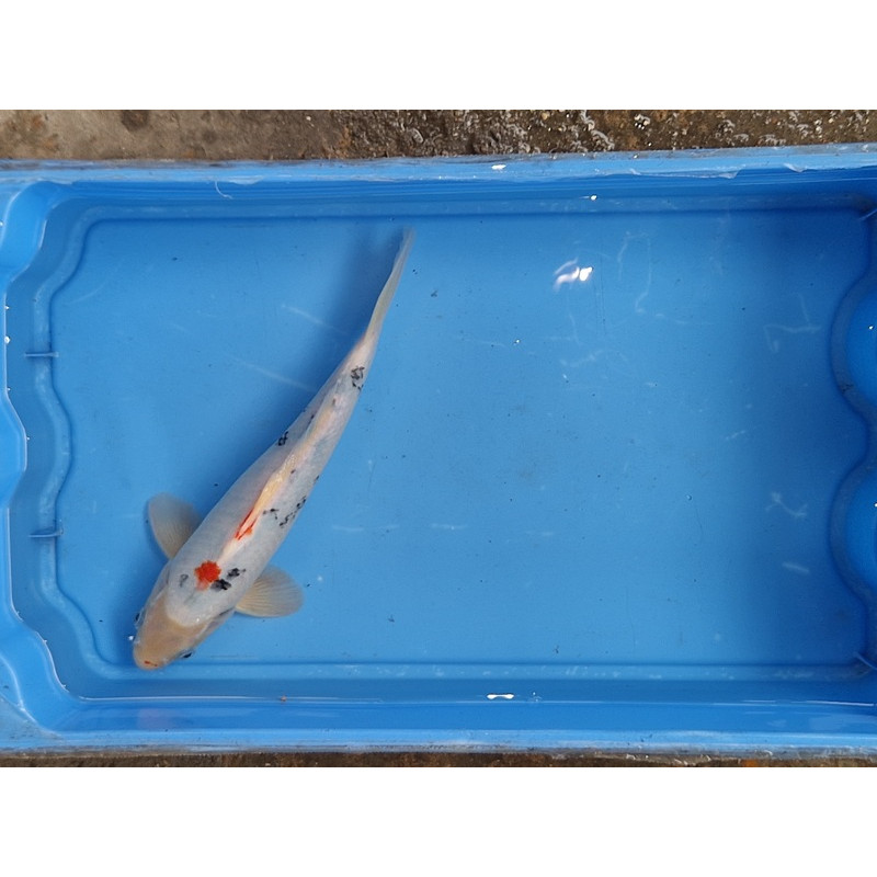 carpe koi 23/30cm : n°21