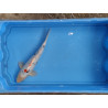 carpe koi 23/30cm : n°21