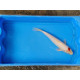 carpe koi 23/30cm: tancho: n°22