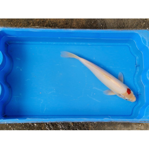 carpe koi 23/30cm: tancho: n°22