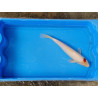 carpe koi 23/30cm: tancho: n°22