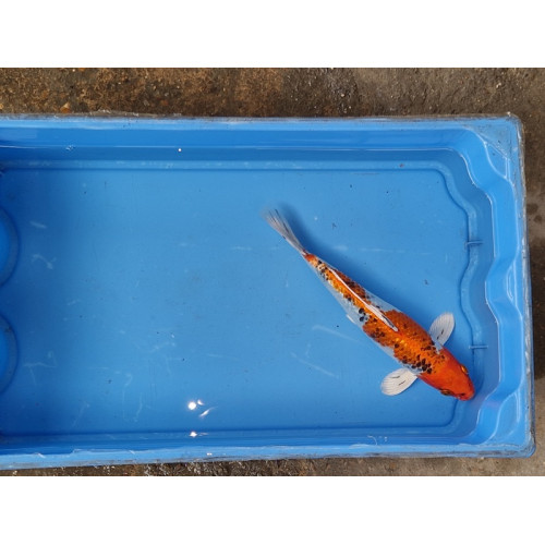 carpe koi 23/30cm : n°23