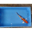 carpe koi 23/30cm : n°23