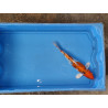 carpe koi 23/30cm : n°23
