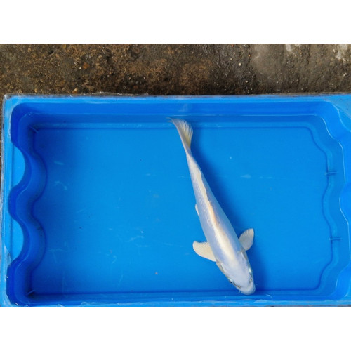 carpe koi 23/30cm: doitsu platinium: n°24