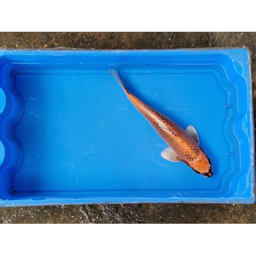 carpe koi 23/30cm: matsuba: n°25
