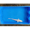 carpe koi 23/30cm: hariwake : n°26