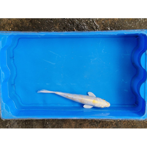 carpe koi 23/30cm: hariwake : n°26