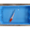 Carpe koi 20/23cm: n°1