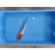 Carpe koi 20/23cm: n°1