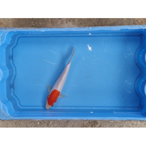 Carpe koi 20/23cm: n°1
