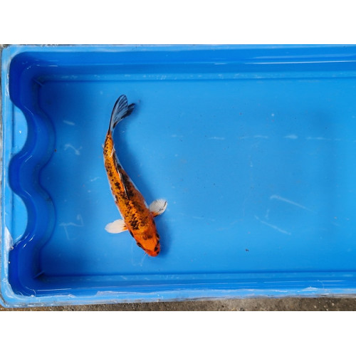 Carpe koi 20/23cm: n°2