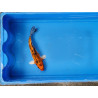 Carpe koi 20/23cm: n°2