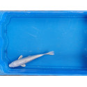 Carpe koi 20/23cm: n°3: platinium
