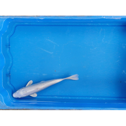 Carpe koi 20/23cm: n°3: platinium