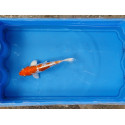 Carpe koi 20/23cm: n°4: doitsu hariwake