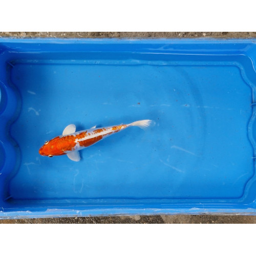 Carpe koi 20/23cm: n°4: doitsu hariwake