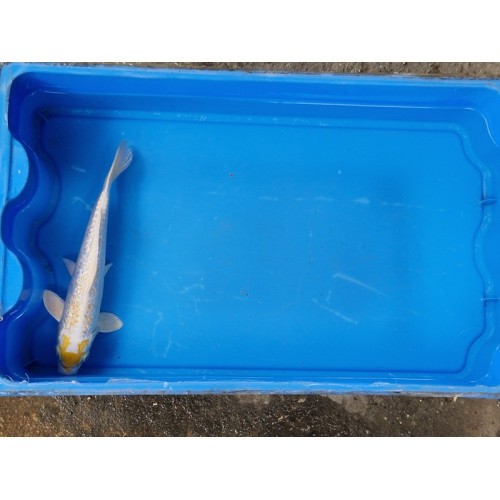 Carpe koi 20/23cm: n°5: hariwake ginrin