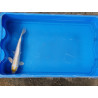 Carpe koi 20/23cm: n°5: hariwake ginrin