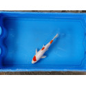 Carpe koi 20/23cm: n°6