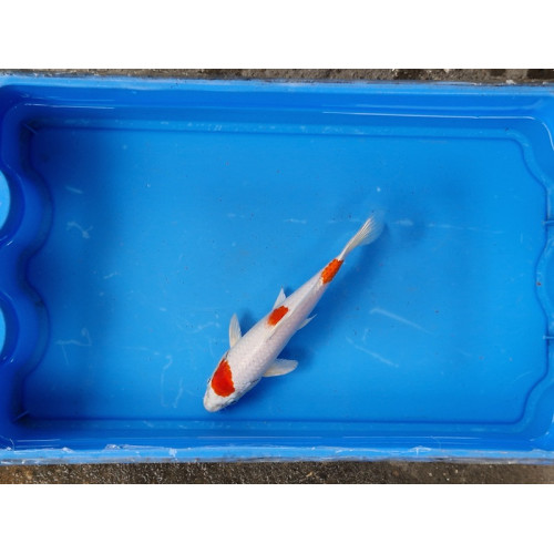 Carpe koi 20/23cm: n°6