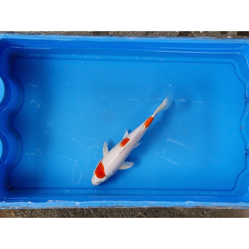 Carpe koi 20/23cm: n°6