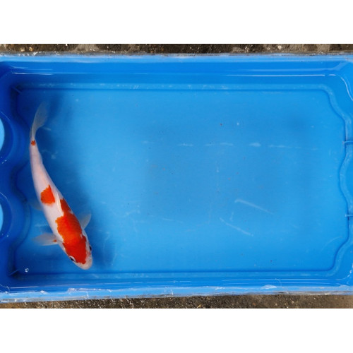 Carpe koi 20/23cm: n°7: kohaku