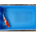 Carpe koi 20/23cm: n°7: kohaku