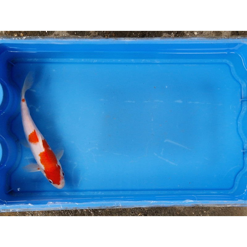 Carpe koi 20/23cm: n°7: kohaku
