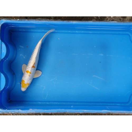 Carpe koi 20/23cm: n°8: hariwake ginrin