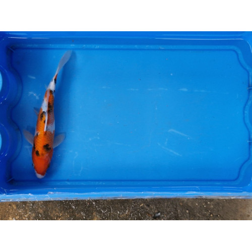 Carpe koi 20/23cm: n°9: sanke