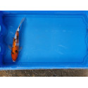 Carpe koi 20/23cm: n°9: sanke