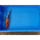 Carpe koi 20/23cm: n°9: sanke