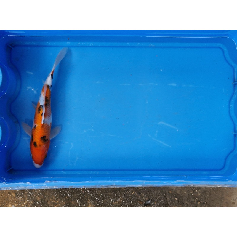 Carpe koi 20/23cm: n°9: sanke