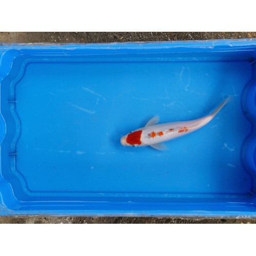 Carpe koi 20/23cm: n°10