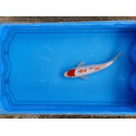 Carpe koi 20/23cm: n°10