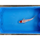 Carpe koi 20/23cm: n°10