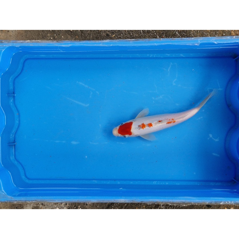 Carpe koi 20/23cm: n°10