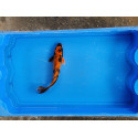 Carpe koi 20/23cm: n°11: ki utsuri