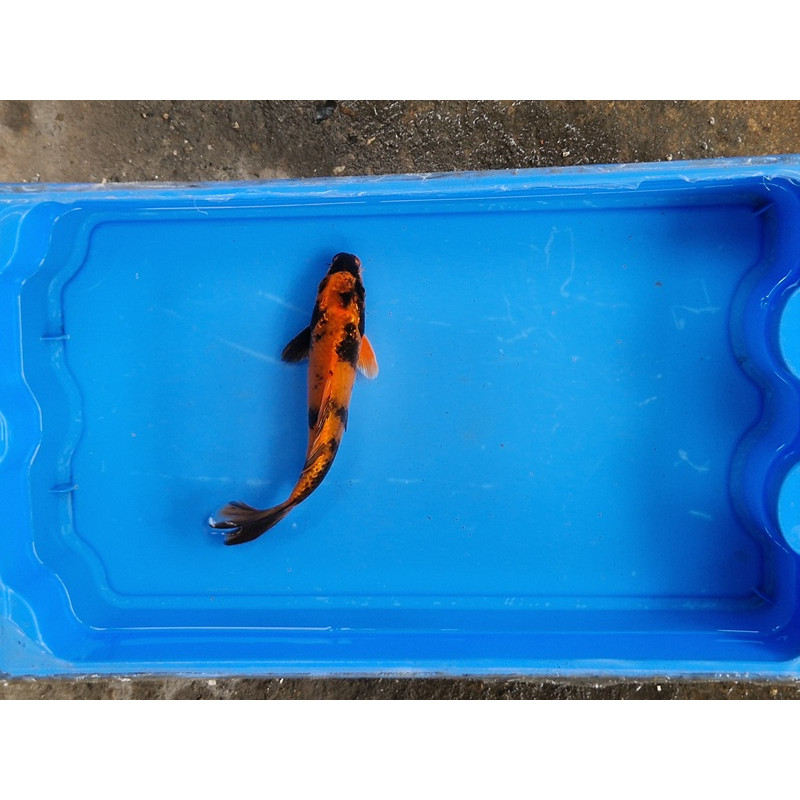Carpe koi 20/23cm: n°11: ki utsuri