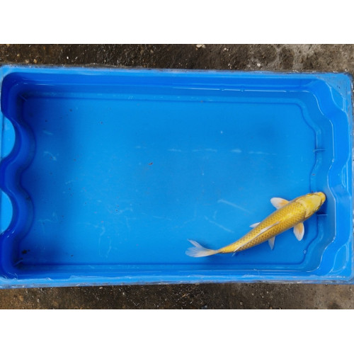 Carpe koi 20/23cm: n°12: yamabuki ogon