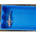 Carpe koi 20/23cm: n°13: yamatonishiki