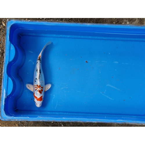 Carpe koi 20/23cm: n°13: yamatonishiki