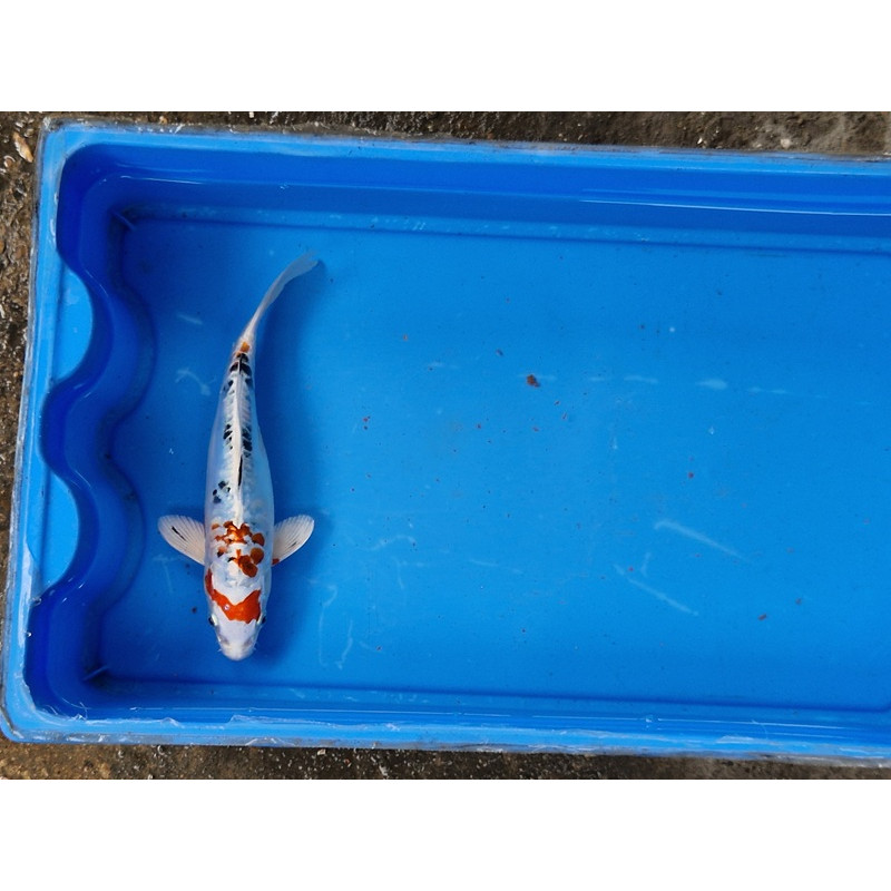 Carpe koi 20/23cm: n°13: yamatonishiki