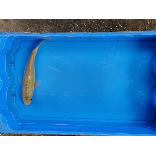 Carpe koi 20/23cm: n°14