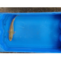 Carpe koi 20/23cm: n°14
