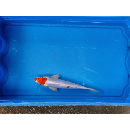 Carpe koi 20/23cm: n°15: hariwake doitsu
