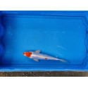 Carpe koi 20/23cm: n°15: hariwake doitsu