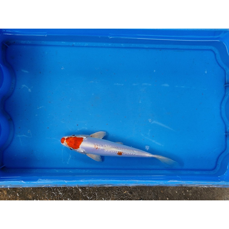 Carpe koi 20/23cm: n°15: hariwake doitsu